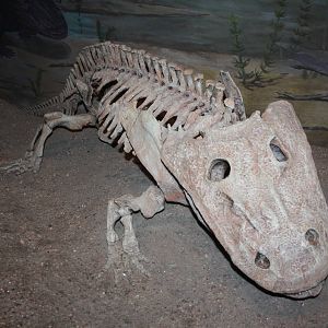 Royal Tyrrell Museum - Permian Gallery (Eryops)