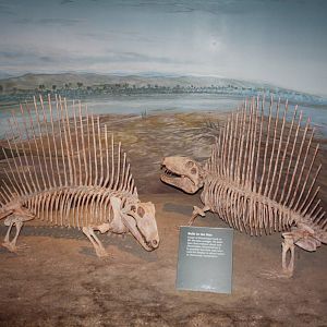Royal Tyrrell Museum - Permian Gallery (Dimetrodons)