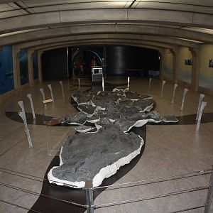 Royal Tyrrell Museum - Shonisaurus