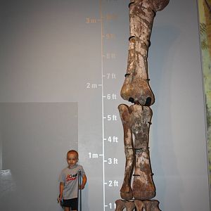 Royal Tyrrell Museum - How do you measure up?