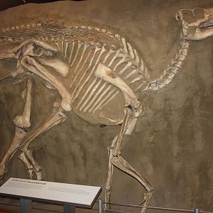 Royal Tyrrell Museum - Dinosaur Hall (Gryposaurus Notabilis)