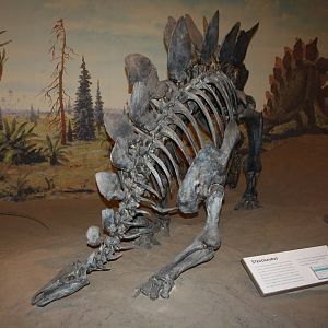 Royal Tyrrell Museum - Dinosaur Hall (Stegosaurus)