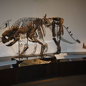 Royal Tyrrell Museum - Dinosaur Hall (Pachyrhinosaurus)