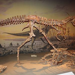 Royal Tyrrell Museum - Dinosaur Hall (Gorgosaurus)