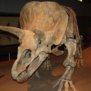Royal Tyrrell Museum - Dinosaur Hall (Triceratops)