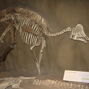 Royal Tyrrell Museum - Dinosaur Hall (Hypacrosaurus)