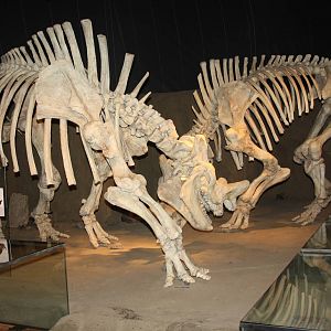 Royal Tyrrell Museum - Mammal Hall (Brontotheres)