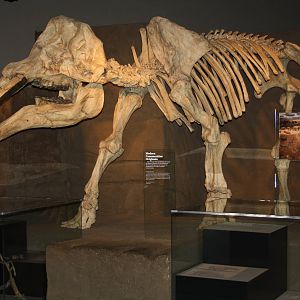Royal Tyrrell Museum - Mammal Hall (Gomphotheres)