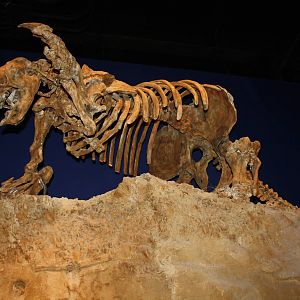 Royal Tyrrell Museum - Ice Age Gallery (Ground Sloth)