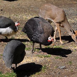 Kirks Dik-Dik and Guinea Fowl