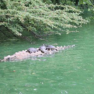 Real Turtles - unreal crocodile