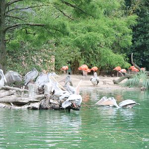 Pelicans and Flamingos