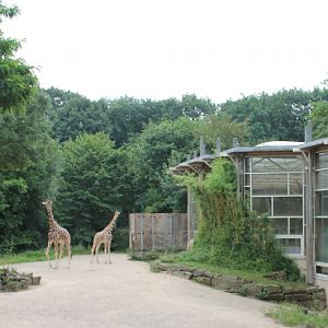 Giraffe enclosure