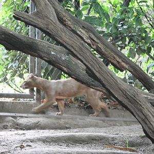 Fossa