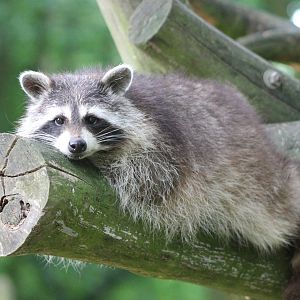 Raccoon