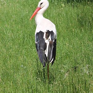 European white stork