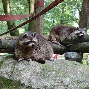 Raccoons