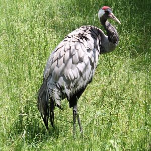 European crane