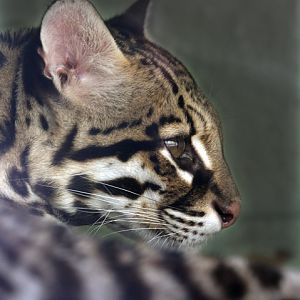 ocelot profile