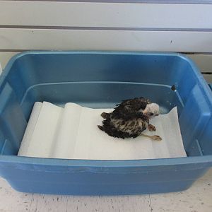 Alberta Birds of Prey Centre - Baby Swainson's Hawk