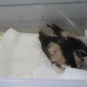 Alberta Birds of Prey Centre - Baby Northern Harrier Hawk