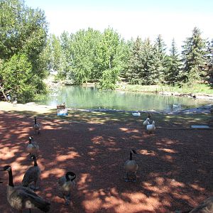 Alberta Birds of Prey Centre - Waterfowl Pond