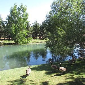 Alberta Birds of Prey Centre - Waterfowl Pond