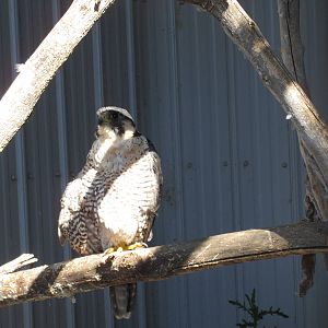 Alberta Birds of Prey Centre - Peregrine Falcon