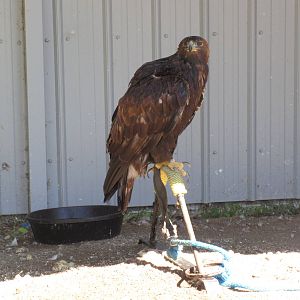 Alberta Birds of Prey Centre - Golden Eagle