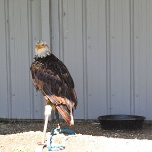 Alberta Birds of Prey Centre - Bald Eagle