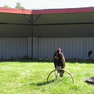 Alberta Birds of Prey Centre - Tethered Birds (13 in the aviary)