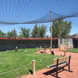 Alberta Birds of Prey Centre - Tethered Birds (13 in the aviary)