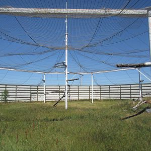 Alberta Birds of Prey Centre - 28,000 Square Foot (0.64 of an acre) Bald Ea