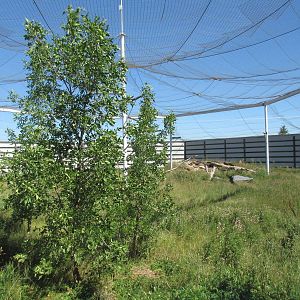 Alberta Birds of Prey Centre - 28,000 Square Foot (0.64 of an acre) Bald Ea