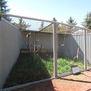 Alberta Birds of Prey Centre - Rough-Legged Hawk Exhibit