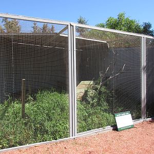 Alberta Birds of Prey Centre - Short-Eared Owl Exhibit