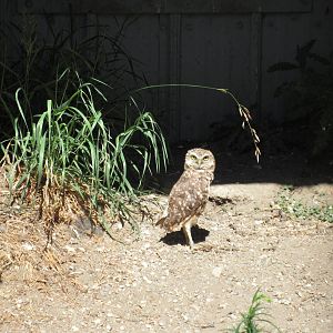 Alberta Birds of Prey Centre - Burrowing Owl