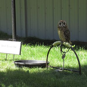 Alberta Birds of Prey Centre - Short-Eared Owl