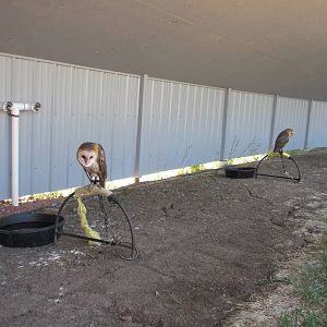 Alberta Birds of Prey Centre - Barn Owls