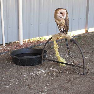 Alberta Birds of Prey Centre - Barn Owl