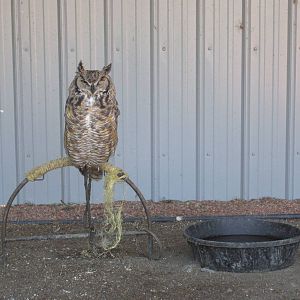 Alberta Birds of Prey Centre - Great Horned Owl