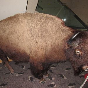 Head-Smashed-In Buffalo Jump - Stuffed Bison