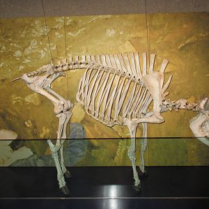 Head-Smashed-In Buffalo Jump - Bison Skeleton