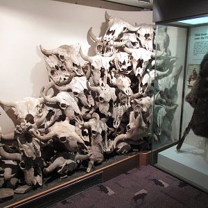 Head-Smashed-In Buffalo Jump - Bison Skulls