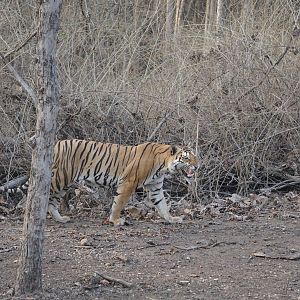 Another Royal Bengal Tiger