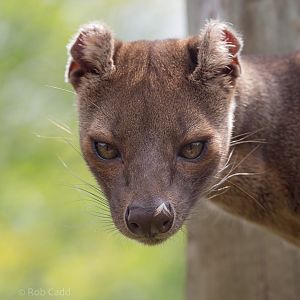 Fossa : Marwell : 29 Jul 2016