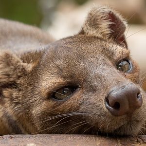 Fossa : Marwell : 29 Jul 2016