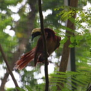 Raggiana Bird of Paradise