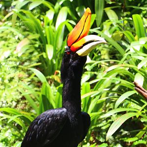 Rhinoceros Hornbill