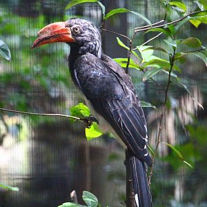 African Crowned Hornbill